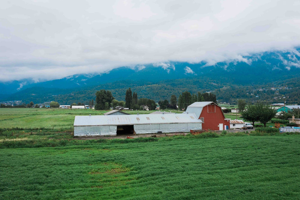 Pasture Delights