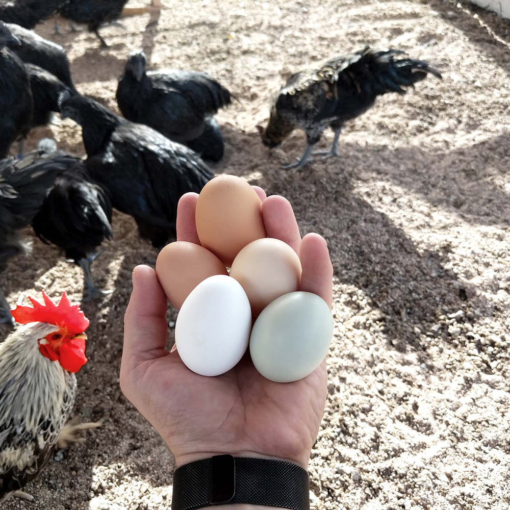 Organic-Fed Free-Range Eggs
